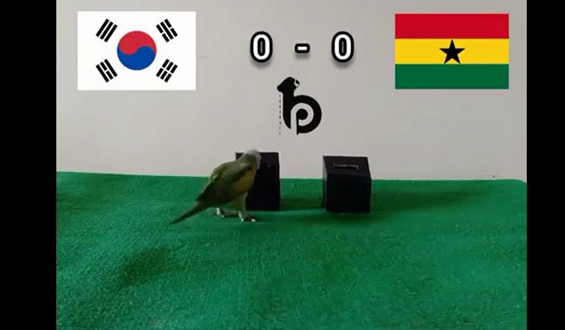 Trước trận đấu Hàn Quốc vs Ghana, nhà tiên tri động vật là vẹt vui nhộn trổ tài dự đoán bóng đá với chiến thắng nghiêng về đội tuyển Hàn Quốc.