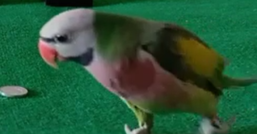 Chim vẹt vui nhộn được cư dân mạng yêu thích với nhiều dự đoán chính xác trong các giải bóng đá ngoại hạng Anh, Pháp, cúp C1.