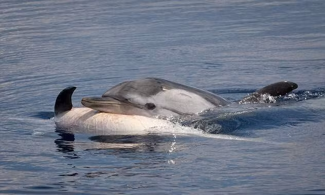 Cá heo là loài có trí thông minh cao, với kỹ năng xã hội và giao tiếp phức tạp trong cộng đồng của chúng.