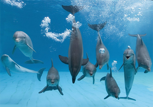 Dù chưa thể khẳng định chắc chắn những chú cá heo có đang cố gắng giúp đỡ cô bé 15 tuổi trên hay không, nhưng chúng được ghi nhận là có khả năng nhìn nhận cái chết như một khái niệm đau buồn.