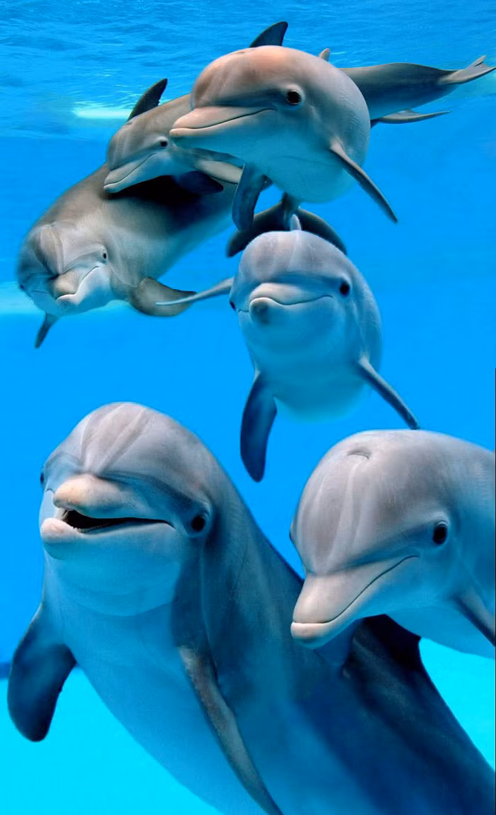 Nói với Hãng tin The South African, người phát ngôn cơ quan cứu hộ biển cho hay: "Một tàu cứu hộ của NSRI đang tuần tra ở vùng biển sâu khoảng 1km ngoài khơi đã báo cáo họ thấy thi thể của cô bé nằm nổi trên mặt nước cùng với một đàn cá heo gần tàu cứu hộ".