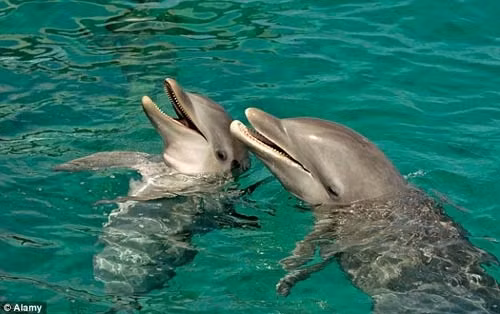 "Tuy nhiên, câu chuyện chúng ta đôi khi nghe được về cá heo chủ động tìm cách cứu người cần được xem xét thận trọng. Vài loài cá voi và cá heo có hành vi vị tha với loài khác, thậm chí bảo vệ chúng trước động vật săn mồi. Khả năng cứu người không phải là bất khả thi, nhưng trong nhiều trường hợp, việc đụng độ con người thường xuất phát từ sự tò mò, không phải từ ý định cứu họ".