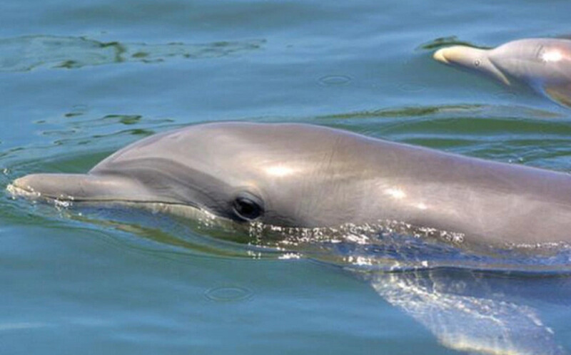 "Tôi chắc chắn chúng sẽ nhận ra thi thể dưới nước", Olaf Meynecke, nhà nghiên cứu cá voi và cá heo ở Đại học Griffith, Australia, cho biết.