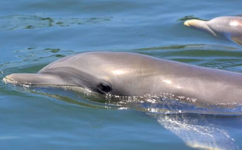 "Tôi chắc chắn chúng sẽ nhận ra thi thể dưới nước", Olaf Meynecke, nhà nghiên cứu cá voi và cá heo ở Đại học Griffith, Australia, cho biết.