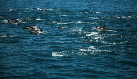 Theo nhà nghiên cứ cá voi và cá heo tại Đại học Griffith của Úc - Olaf Meynecke nhận định những con cá heo có thể nhận ra thi thể người chết trên biển.