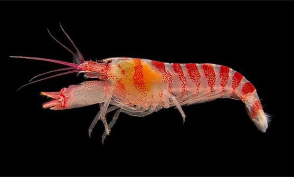 Theo các nhà nghiên cứu, bí mật của loài tôm gõ mõ này hóa ra nằm ở chiếc càng lớn, "vũ khí" dài quá nửa chiều dài cơ thể của chúng.