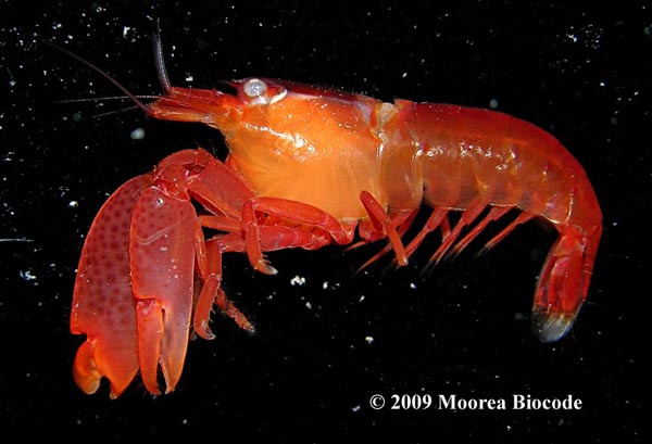 Kết quả, các chuyên gia kết luận rằng, khi nhiệt độ đại dương tăng lên cùng với sự ảnh hưởng của biến đổi khí hậu, tôm gõ mõ sẽ phát ra âm thanh thường xuyên hơn và to hơn trước. Đây cũng là phản ứng của chúng với những thay đổi của môi trường. Điều này cũng sẽ làm cho đại dương trở nên "ồn ào" hơn