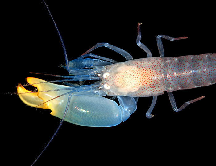 Năm 2020, các nhà khoa học tại Viện Hải dương học Woods Hole (Mỹ) đã tiến hành thí nghiệm về tiếng ồn của tôm gõ mõ trong đại dương ở các nhiệt độ nước khác nhau.