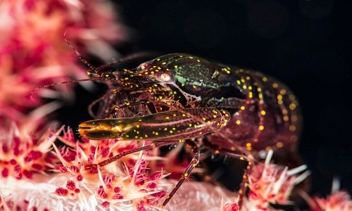 Theo các chuyên gia, loài tôm này chỉ dài khoảng 4 – 5 cm, nặng 50 g, nhưng chúng có thể phát ra tiếng kêu lên tới 200 dB. Âm thanh này lớn hơn cả tiếng nổ của động cơ phản lực, hoặc tiếng súng. May mắn là loài động vật giáp xác này sống ở dưới biển vì tai người chỉ có thể chịu được âm thanh tối đa là 120 – 130 dB.