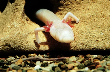 Hiện manh giông nằm trong nhóm động vật có nguy cơ tuyệt chủng do số lượng ít cùng với môi trường ô nhiễm dưới lòng đất. Ngày nay, chúng vẫn là loài bí ẩn, quý hiếm, nằm trong danh mục dễ tổn thương của Liên minh Bảo tồn Thiên nhiên Quốc tế (IUCN) do thiếu dữ liệu.