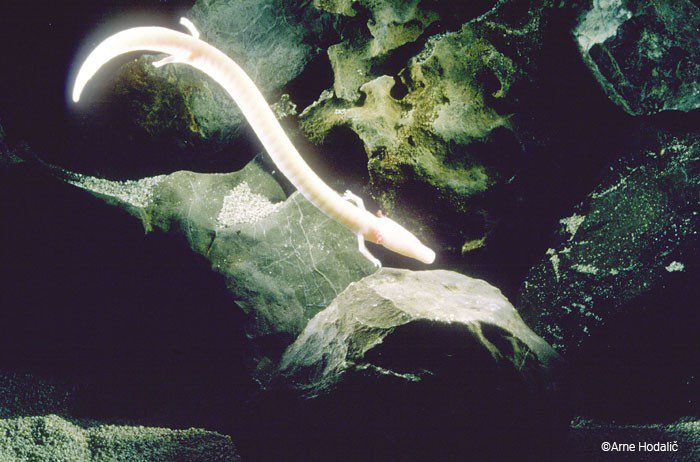 Theo các nhà khoa học, quá trình trao đổi chất của loài Proteus anguinus diễn ra chậm đến mức tương đương với việc mỗi bữa ăn của chúng sẽ cách nhau khoảng 10 năm.