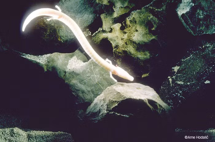 Theo các nhà khoa học, quá trình trao đổi chất của loài Proteus anguinus diễn ra chậm đến mức tương đương với việc mỗi bữa ăn của chúng sẽ cách nhau khoảng 10 năm.