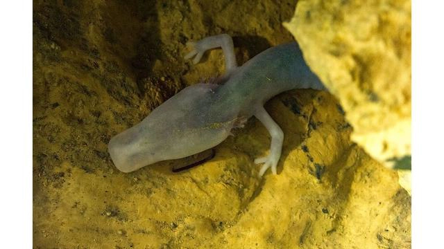 Proteus anguinus, còn được gọi là sa giông mù, kỳ giông mù, là một loài lưỡng cư có chiều dài cơ thể từ 20 đến 30 cm và chiều dài tối đa là 40 cm, là sinh vật duy nhất của họ Proteus anguinus ở Châu Âu và là loài kỳ giông hang động duy nhất ở Châu Âu.