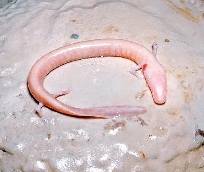 Theo nghiên cứu của các nhà khoa học, những con vật mù này sống trong bóng tối "Hanadu" ở vùng núi Bosnia và Herzegovina để thoát khỏi sự săn đuổi của những kẻ săn mồi, nhưng đồng thời chính điều này cũng khiến cho chúng gặp rất nhiều khó khăn để kiếm thức ăn và cuối cũng chúng đã lựa chọn tiến hóa theo cách giảm các hoạt động sống của mình xuống mức càng thấp càng tốt.