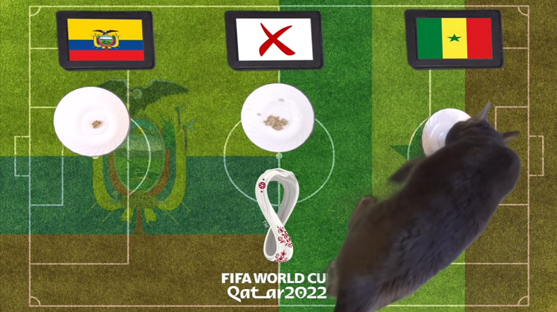 Trước trận đấu Ecuador vs Senegal, nhà tiên tri động vật là mèo Cass và thần rùa trổ tài dự đoán bóng đá với chiến thắng nghiêng về đội tuyển Senegal.