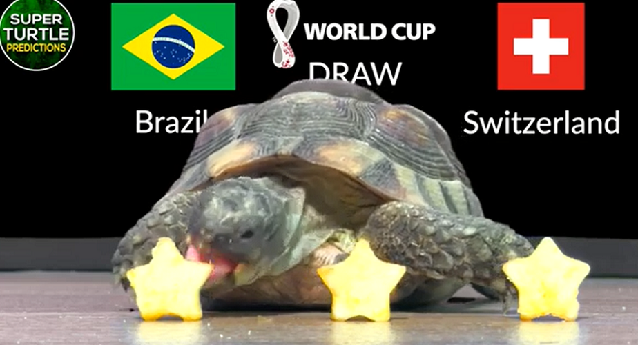 Trong khi đó, thần rùa Super Turtle Predictions đang là "ngôi sao mạng xã hội" với nhiều dự đoán tỉ số chính xác trong các giải bóng đá ngoại hạng Anh, Pháp, cúp C1, hay Olympic Tokyo 2020, Copa America 2021.
