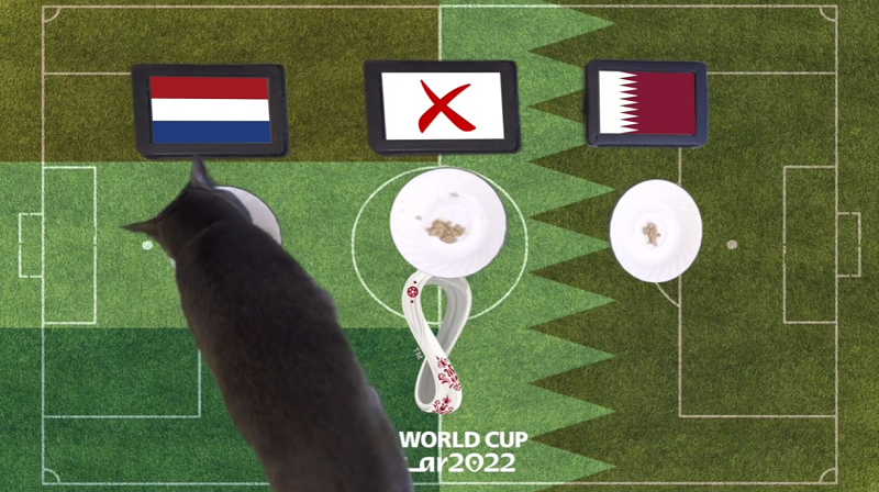 Trước trận đấu Hà Lan vs Qatar, nhà tiên tri động vật là mèo Cass và thần rùa trổ tài dự đoán bóng đá với chiến thắng nghiêng về đội tuyển Hà Lan.
