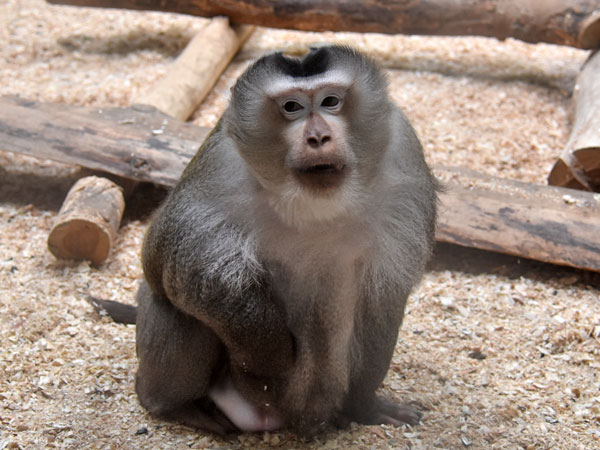 Khỉ đuôi lợn (tên khoa học Macaca leonina) thuộc nhóm IIB, danh mục động vật rừng nguy cấp, quý hiếm, có nguy cơ tuyệt chủng, cần ưu tiên bảo tồn. Loài khỉ này cũng nằm trong nhóm 2 thuộc Công ước về thương mại quốc tế các loài động, thực vật hoang dã nguy cấp (CITES).