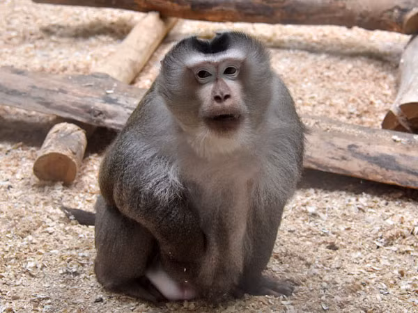 Khỉ đuôi lợn (tên khoa học Macaca leonina) thuộc nhóm IIB, danh mục động vật rừng nguy cấp, quý hiếm, có nguy cơ tuyệt chủng, cần ưu tiên bảo tồn. Loài khỉ này cũng nằm trong nhóm 2 thuộc Công ước về thương mại quốc tế các loài động, thực vật hoang dã nguy cấp (CITES).