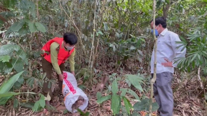 Khi vừa mua về, do bị người dân đánh bẫy nên cả 2 con khỉ bị thương rất nặng. Vợ chồng anh phải tìm cách băng bó, chữa trị. Trong đó, riêng con khỉ đực bị nhiễm trùng ở chân và cổ khiến anh phải mất rất nhiều thời gian mới chữa lành.