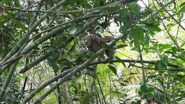 Khi lành hẳn hết thương cũng là lúc cả hai con khỉ lớn hẳn, anh Minh định cho đôi khỉ này giao phối với nhau nhằm mục đích nhân giống nhưng bất thành. Chính vì thế anh quyết định đem cả hai thả về rừng.