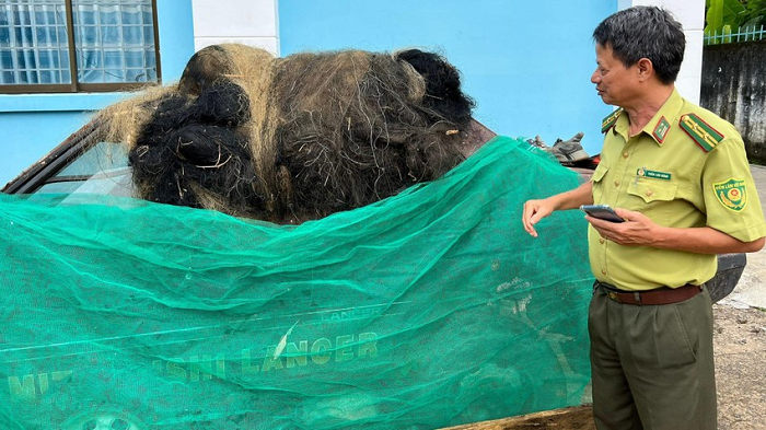 Nguyên nhân khiến anh Minh quyết định tìm cách đưa hai con khỉ này về với môi trường thiên nhiên là vì từ đầu năm 2022, có một số người thường xuyên tìm đến nhà anh hỏi mua 2 con khỉ để nấu cao. “Người ta thấy khỉ lớn nên trả nhiều tiền để mua cho bằng được. Thậm chí có người từ Cao Bằng còn đề nghị nấu cao và chia thành phẩm với tôi”- anh Minh kể.