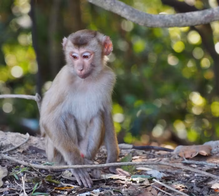 Thấy bất an, sợ những ngày đi làm, kẻ xấu sẽ “sinh chuyện” với 2 con khỉ của mình, anh Minh đã chủ động tìm đến Hạt Kiểm lâm huyện Đạ Tẻh để nhờ các anh thả về đúng môi trường tự nhiên. Anh Minh cho biết, anh rất sợ khi thả ra, một số người lại bẫy mất đôi khỉ ấy nên anh chọn cách thông qua cơ quan chuyên môn để 2 con khỉ được bảo vệ, an toàn trở lại môi trường sống của mình.
