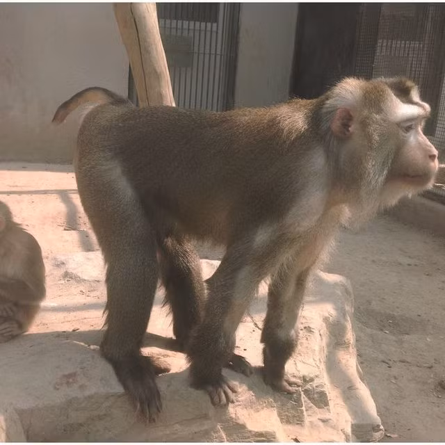 Toàn thân của khỉ đuôi lợn là lông dài màu xám. Phần đuôi của chúng rất ngắn giống đuôi của lợn. Khỉ đuôi lợn còn có má có túi và chai mông lớn.