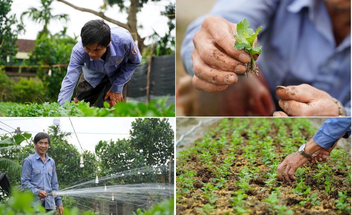  Theo ông Lưu, bắt đầu từ tháng 10, gia đình đã dọn dẹp, vệ sinh đất sạch sẽ, bón vôi khử trùng, bón lót sẵn phân hữu cơ, để chuẩn bị sản xuất vụ mới. Ảnh: HN