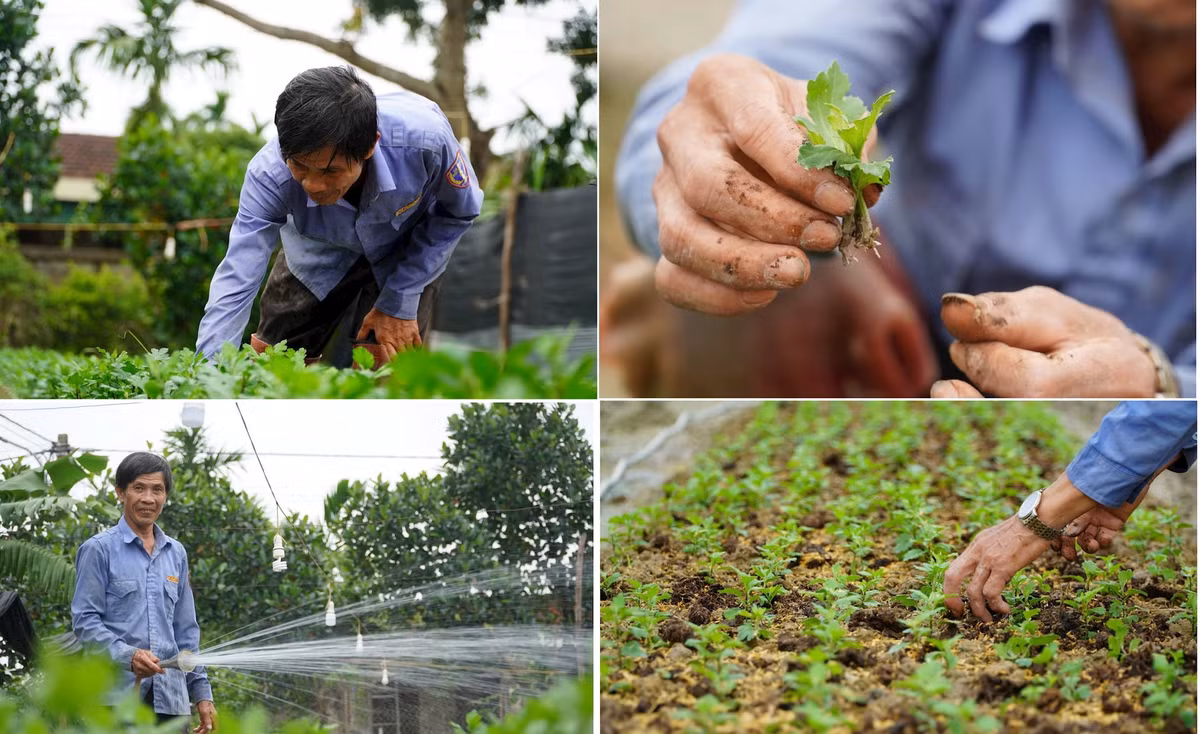  Theo ông Lưu, bắt đầu từ tháng 10, gia đình đã dọn dẹp, vệ sinh đất sạch sẽ, bón vôi khử trùng, bón lót sẵn phân hữu cơ, để chuẩn bị sản xuất vụ mới. Ảnh: HN