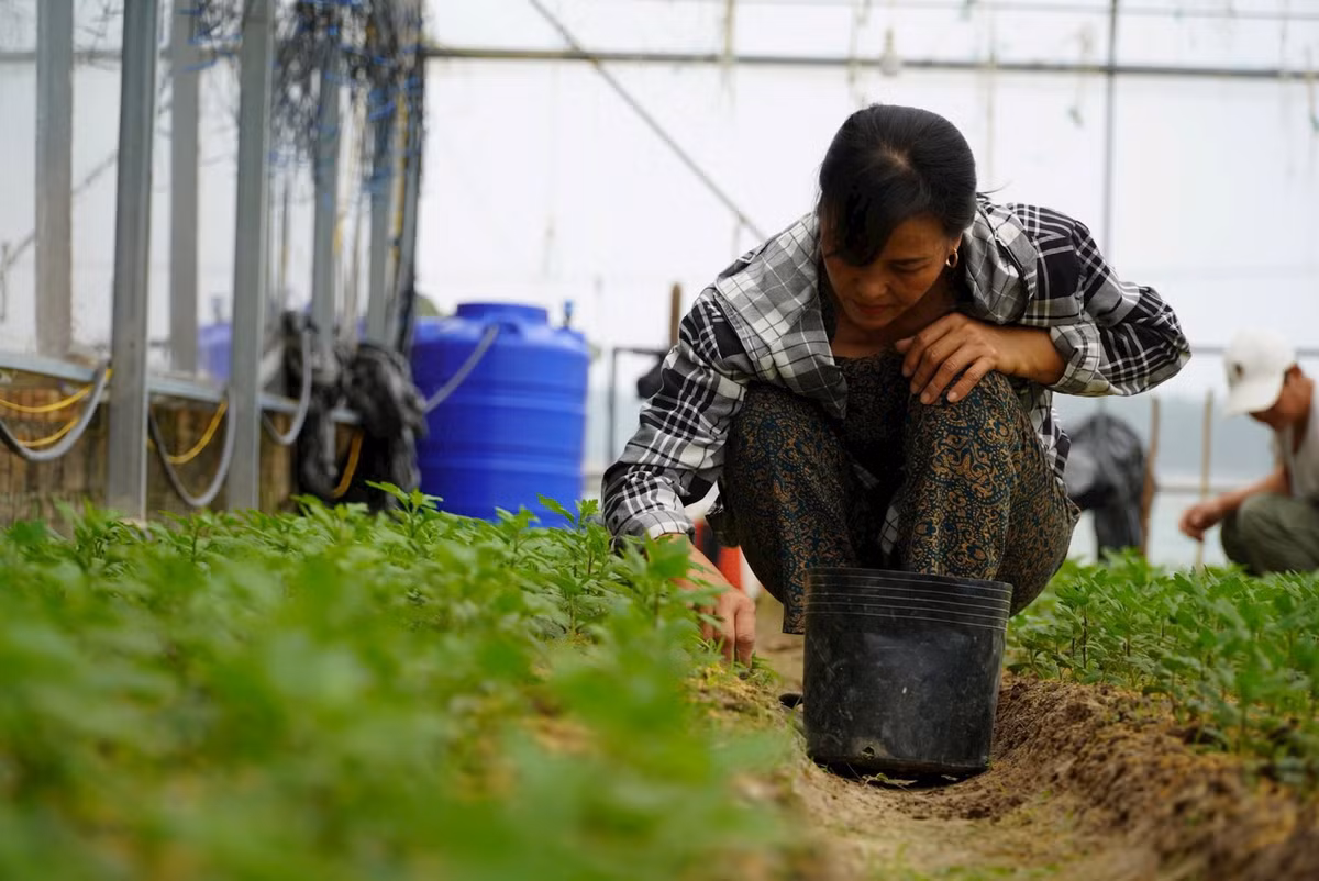 Để đảm bảo cho vườn hoa đẹp, ngoài việc xuống giống đúng thời vụ, còn phải cẩn thận lựa chọn những cây giống khỏe mạnh để trồng, chăm sóc kỹ lưỡng. Theo người trồng hoa, thời gian xuống giống hoa từ giữa tháng 9 Âm lịch và dự kiến sẽ thu hoạch vào cuối tháng 12 âm lịch. Các năm trước, bình quân giá hoa cúc dịp Tết khoảng 3.000 - 4.000 đồng/cây. Ảnh: HN. 