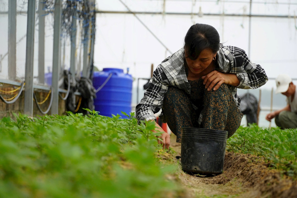 Để đảm bảo cho vườn hoa đẹp, ngoài việc xuống giống đúng thời vụ, còn phải cẩn thận lựa chọn những cây giống khỏe mạnh để trồng, chăm sóc kỹ lưỡng. Theo người trồng hoa, thời gian xuống giống hoa từ giữa tháng 9 Âm lịch và dự kiến sẽ thu hoạch vào cuối tháng 12 âm lịch. Các năm trước, bình quân giá hoa cúc dịp Tết khoảng 3.000 - 4.000 đồng/cây. Ảnh: HN. 