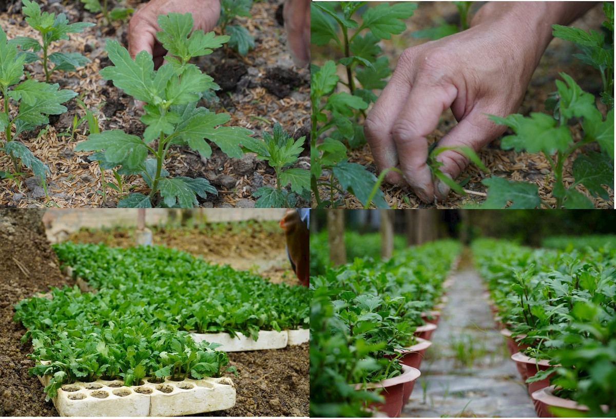 Theo người trồng hoa, năm nay, do ảnh hưởng của mưa bão trong tháng 9, giá giống hoa đắt hơn, dao động từ 40.000 – 65.000 đồng/100 cây, trong khi mọi năm, giống hoa cúc được mua với giá từ 25.000 – 30.000 đồng/100 cây tuỳ loại. Người dân thôn Xuân Sơn chủ yếu trồng các giống hoa như: cúc vàng pha lê, cúc mâm xôi, cúc vàng Đài Loan, cúc tím lan, cúc trắng kim cương… Ảnh: HN. 