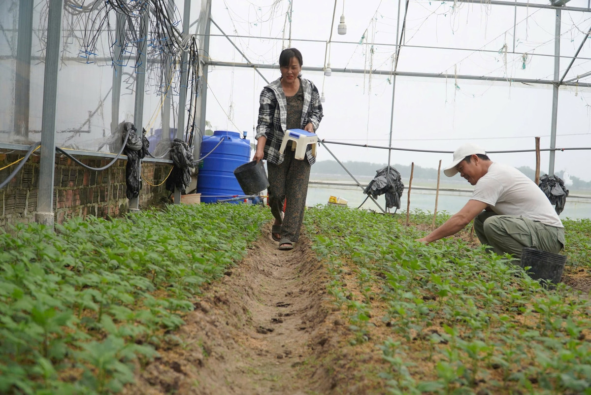  Gia đình ông Biên và nhiều gia đình ở thôn Xuân Sơn đã mạnh dạn đầu tư nhà lưới, cùng với hệ thống đèn chiếu sáng để giúp hoa nở đẹp, phát triển tốt. Ảnh: HN.