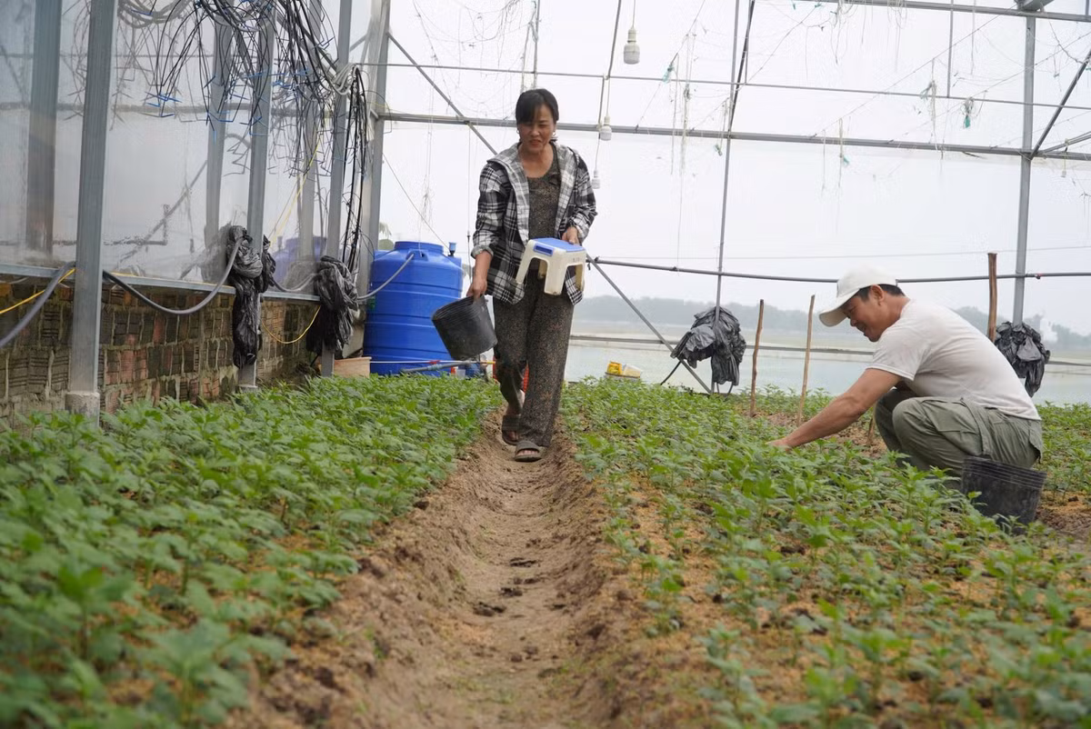  Gia đình ông Biên và nhiều gia đình ở thôn Xuân Sơn đã mạnh dạn đầu tư nhà lưới, cùng với hệ thống đèn chiếu sáng để giúp hoa nở đẹp, phát triển tốt. Ảnh: HN.