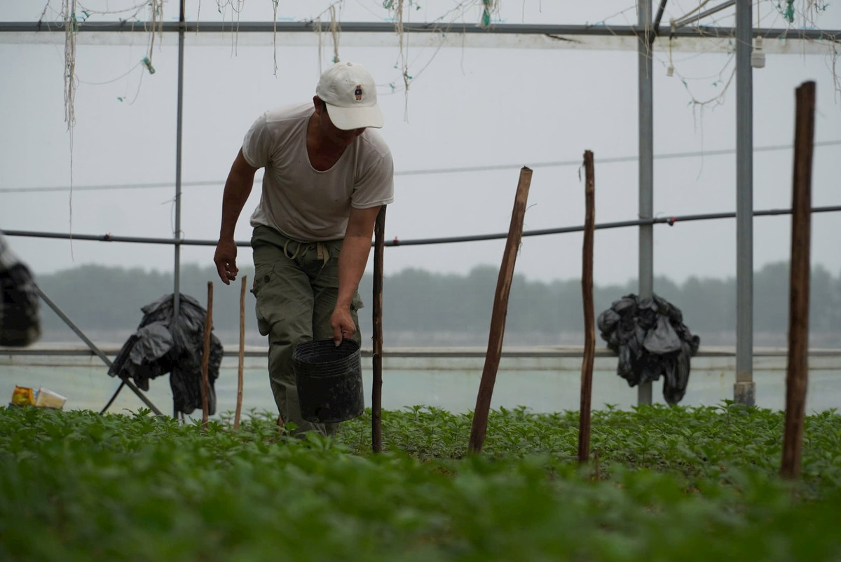 Hiện nay, người trồng hoa ở xã Lưu Vĩnh Sơn đã áp dụng kỹ thuật chăm sóc, lắp đặt hệ thống lưới che, đèn chiếu sáng để chủ động điều chỉnh cho hoa nở đúng dịp Tết. Bên cạnh phục vụ thị trường trong vùng, xã Lưu Vĩnh Sơn cũng là nơi cung cấp hoa Tết chủ yếu cho thành phố Hà Tĩnh và các địa bàn lân cận. Những năm gần đây, thị trường hoa cúc Tết khá ổn định, mang về nguồn thu khá cho người dân. 