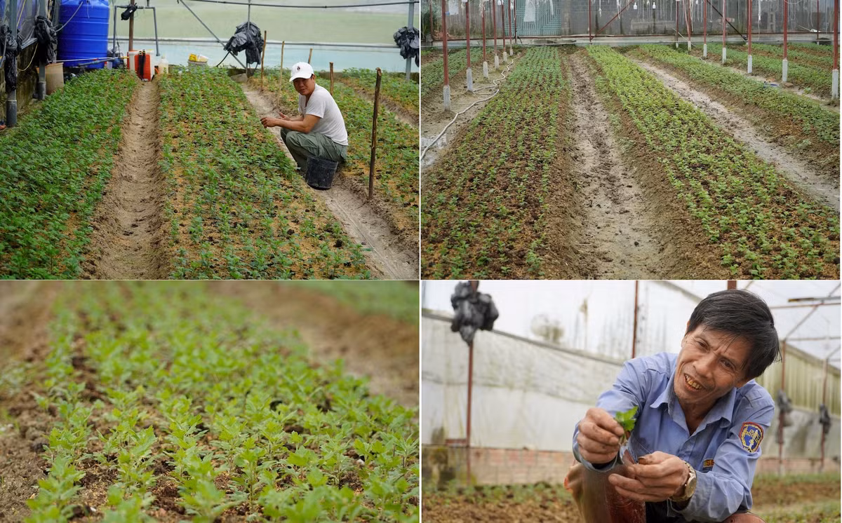 Ông Bùi Công Thư - Phó Chủ tịch UBND xã Lưu Vĩnh Sơn cho biết: Toàn xã có trên 70 hộ sản xuất hoa trong nhà màng. Nhiều nhất tại thôn Xuân Sơn với 65 hộ, tổng diện tích 3,5ha. So với năm ngoái, số lượng các hộ tham gia trồng hoa Tết tăng nhiều hơn. “Hiện nay các hộ dân trồng hoa đang tất bật chuẩn bị cho công tác chăm sóc hoa để sắp tới có một mùa vụ Tết thắng lợi, đáp ứng nhu cầu thị trường trong và ngoài tỉnh”, Phó Chủ tịch UBND xã Lưu Vĩnh Sơn thông tin. Ảnh: HN. 