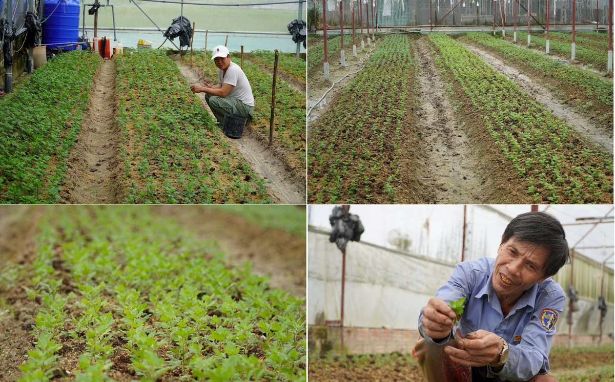 Ông Bùi Công Thư - Phó Chủ tịch UBND xã Lưu Vĩnh Sơn cho biết: Toàn xã có trên 70 hộ sản xuất hoa trong nhà màng. Nhiều nhất tại thôn Xuân Sơn với 65 hộ, tổng diện tích 3,5ha. So với năm ngoái, số lượng các hộ tham gia trồng hoa Tết tăng nhiều hơn. “Hiện nay các hộ dân trồng hoa đang tất bật chuẩn bị cho công tác chăm sóc hoa để sắp tới có một mùa vụ Tết thắng lợi, đáp ứng nhu cầu thị trường trong và ngoài tỉnh”, Phó Chủ tịch UBND xã Lưu Vĩnh Sơn thông tin. Ảnh: HN. 