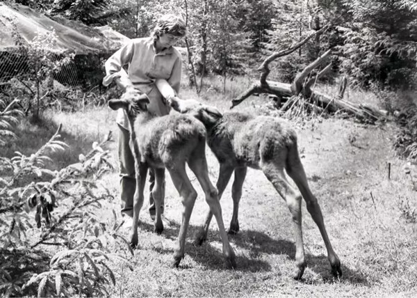Bên cạnh việc chăm sóc động vật, Simona còn nghiên cứu dược liệu từ thực vật, thu thập tài liệu cho bài thuyết trình về khả năng tự chữa bệnh của động vật và lặn lội trong rừng để thu gom những chiếc bẫy thú nguy hiểm, cứu nguy cho chó sói và linh miêu.