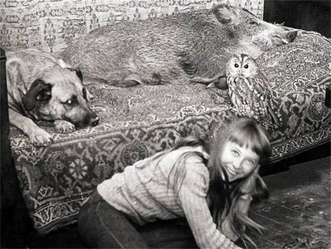 Vào một ngày đầu xuân năm 1972, Lech mời Simona đến chơi nhà. Vừa bước vào, bà cảm thấy có vật gì đó dụi vào chân và phát ra tiếng kêu "ừ ừ". Đó là một chú lợn rừng con mới được vài ngày tuổi, vô cùng đáng yêu. Lech kể rằng nó tên là "Ếch", ông mang nó về từ viện nghiên cứu sinh thái vì sợ nó bị lạnh nếu ở một mình. Ông nhờ Simona trông nom "Ếch" khi ông vắng nhà, và bà vui vẻ nhận lời. Kể từ đó, hai người hàng xóm thay phiên nhau chăm sóc chú lợn nhỏ, cho nó ngủ dưới chân giường.