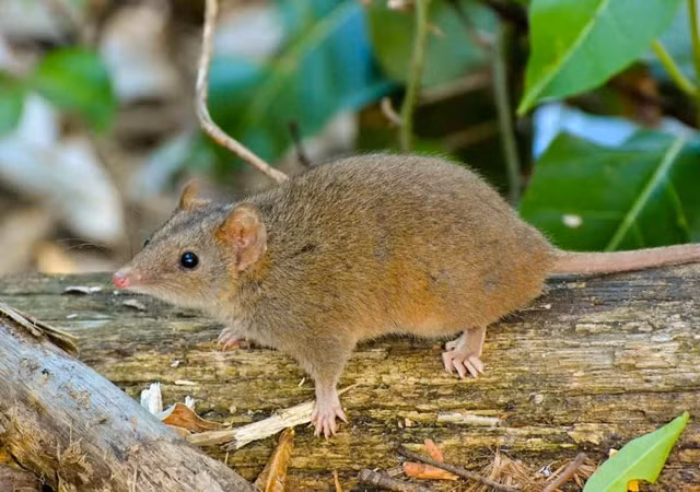 Chuột Antechinuses. Những sinh vật này còn được gọi là chuột có túi và cư trú ở Úc. Chúng có một thời gian giao phối rất khó khăn. Khi đến tuổi dậy thì, những con chuột chỉ có vài tuần để giao phối trước khi chúng chết.