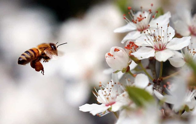 Ong. Con ong mật đực, còn được gọi là máy bay không người lái, giết chết chính mình vì lợi ích của ong chúa. Khi chúng đang giao phối, con đực xuất tinh và nổ tung, nó trở nên tê liệt và chết.