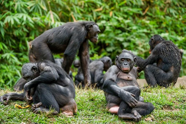 Bonobo. Bonobo được biết đến là loài khá nhanh nhẹn. Chế độ một vợ một chồng và dị tính luyến ái không tồn tại trong thế giới của loài bonobo. Chúng tham gia vào nhiều loại hoạt động tình dục với nhiều bạn tình và cả hai giới tính.