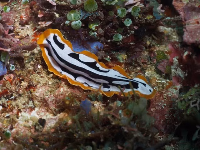 Giun dẹp. Động vật biển này là loài lưỡng tính và khi đến thời điểm giao phối, chúng sẽ tranh giành vai trò của mình trong việc ai chủ động trước.