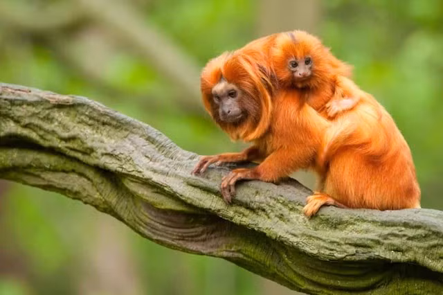 Khỉ Tamarin. Các họ khỉ Tamarin có thể khác nhau, nhưng cấu trúc phổ biến nhất bao gồm một con cái và hai con đực. Vì con cái thường sinh đôi nên cấu trúc gia đình này có ý nghĩa nhất là mỗi con đực có trách nhiệm chăm sóc một em bé. 