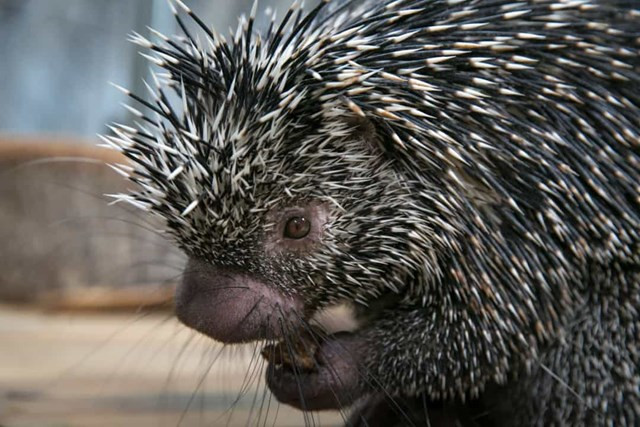 Nhím. Cơ hội giao phối của nhím cái không có nhiều, chỉ từ 8 đến 12 giờ một năm. Khi đến thời điểm, nhím đực sẽ trèo lên cây để xả một dòng nước tiểu xuống, nếu con cái thích mùi, nó sẽ giao phối với con đực cho đến khi con đực kiệt sức.