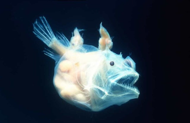 Anglerfish. Loài cá sống ở đại dương sâu này nâng độ “đeo bám” của cá lên một cấp độ hoàn toàn mới. Vì việc tìm bạn đời dưới đáy biển sâu rộng lớn rất khó khăn, nên khi một con đực tìm thấy một con cái, nó sẽ cắn và bám chặt lấy. Sau đó cả hai con sẽ hợp nhất với nhau theo nghĩa đen cho đến khi chúng có chung hệ thống tuần hoàn. Khi muốn sinh sản, con đực lấy dinh dưỡng từ con cái trong khi con cái sử dụng tinh trùng của con đực.
