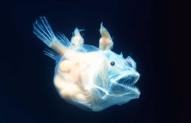 Anglerfish. Loài cá sống ở đại dương sâu này nâng độ “đeo bám” của cá lên một cấp độ hoàn toàn mới. Vì việc tìm bạn đời dưới đáy biển sâu rộng lớn rất khó khăn, nên khi một con đực tìm thấy một con cái, nó sẽ cắn và bám chặt lấy. Sau đó cả hai con sẽ hợp nhất với nhau theo nghĩa đen cho đến khi chúng có chung hệ thống tuần hoàn. Khi muốn sinh sản, con đực lấy dinh dưỡng từ con cái trong khi con cái sử dụng tinh trùng của con đực.