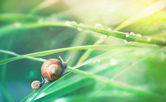 Ốc sên. Ốc sên trên cạn có một phần phụ nhỏ nhô ra từ giữa các râu và nó dùng để sinh sản. Hầu hết các loài ốc sên là loài lưỡng tính, chúng đều có khả năng thụ tinh và sinh con.