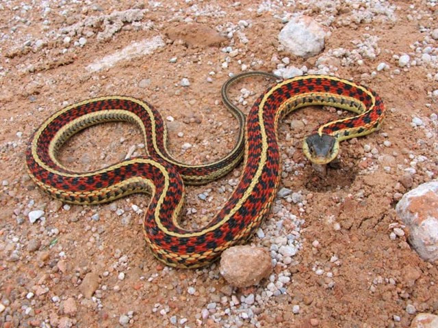 Rắn lục đuôi đỏ. Ở Bắc Mỹ, một con rắn cái có thể bị hơn 100 con rắn đực theo đuổi cùng một lúc. Những con đực đồng loạt vây bắt con cái, tạo thành một quả cầu giao phối. Nếu một con cái không đủ mạnh để thoát khỏi những con đực, cuộc giao phối này có thể sẽ giết chết nó.